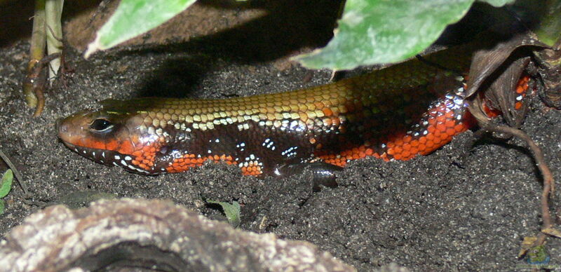 Riopa fernandi im Terrarium halten (Einrichtungsbeispiele für Feuerbauchskink)