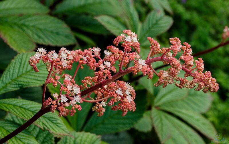 Rodgersia im Garten pflanzen (Schaublätter)