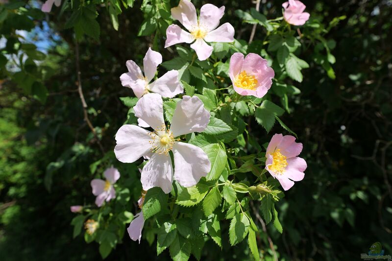 Rosa canina im Garten pflanzen (Einrichtungsbeispiele mit Hundsrose)