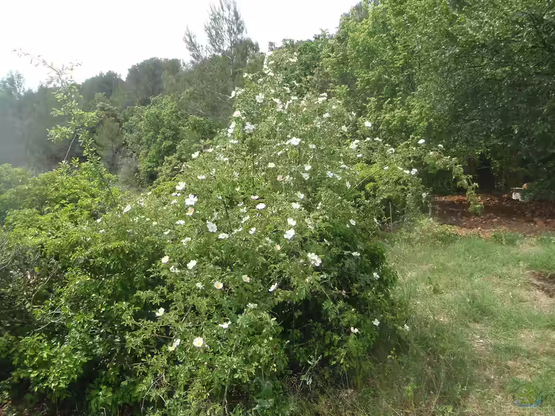 Rosa corymbifera im Garten pflanzen (Einrichtungsbeispiele mit Heckenrose)
