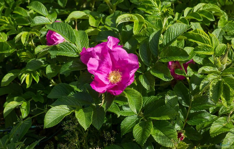 Rosa rugosa im Garten pflanzen (Einrichtungsbeispiele mit Kartoffelrosen)