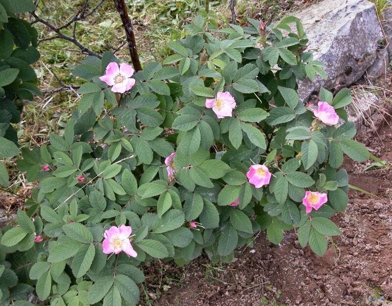 Rosa villosa im Garten pflanzen (Einrichtungsbeispiele mit Apfelrose)