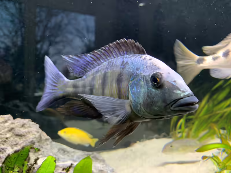 Fossorochromis rostratus im Aquarium halten (Einrichtungsbeispiele mit Fünffleckmaulbrütern)