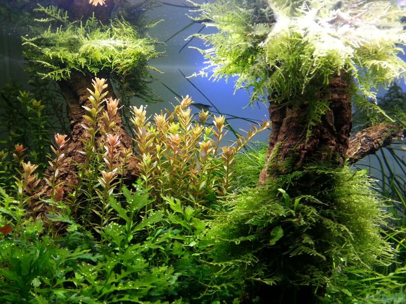 Rotala-Arten im Aquarium pflegen (Einrichtungsbeispiele mit Lythraceae-Arten)