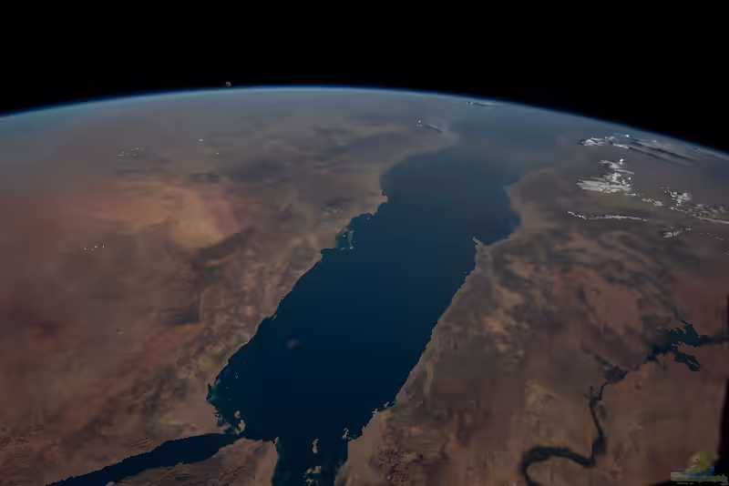 Das Rote Meer (Einrichtungsbeispiele mit Tieren aus dem Roten Meer)