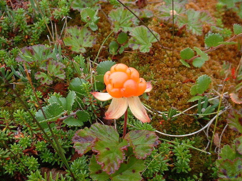 Rubus chamaemorus im Garten pflanzen (Einrichtungsbeispiele mit Moltebeere)