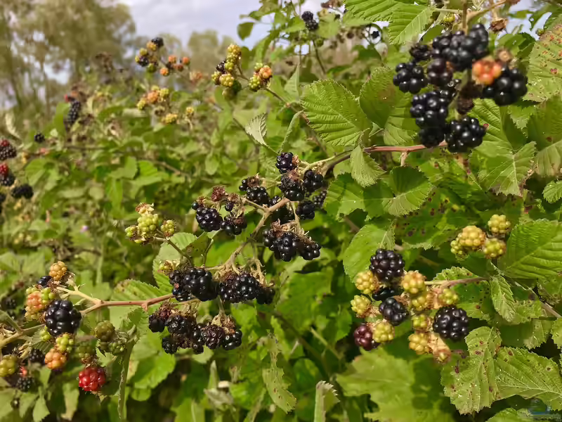 Rubus fruticosus am Gartenteich pflanzen (Einrichtungsbeispiele mit Brombeere)