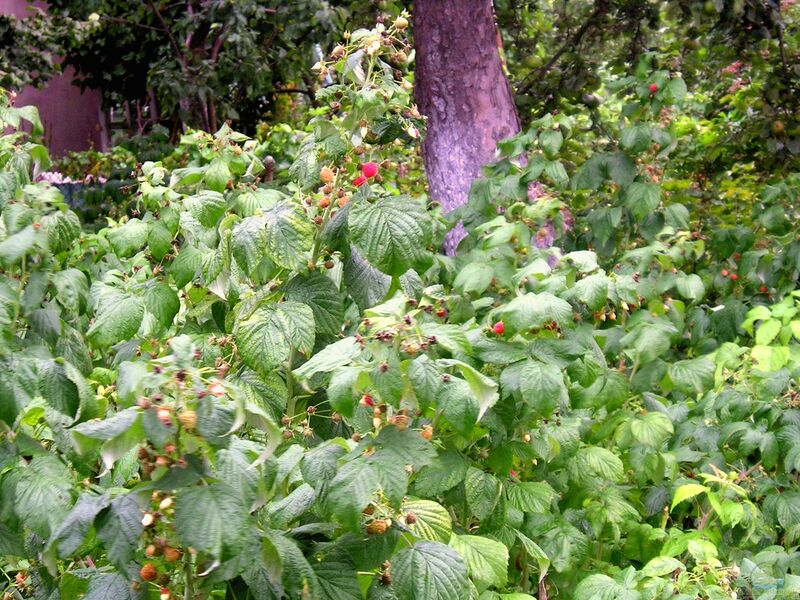 Rubus idaeus am Gartenteich pflanzen (Einrichtungsbeispiele mit Himbeere)