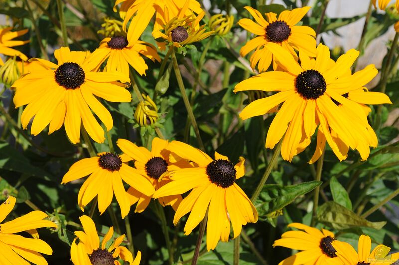 Rudbeckia hirta am Gartenteich pflanzen (Einrichtungsbeispiele mit Rauer Sonnenhut)