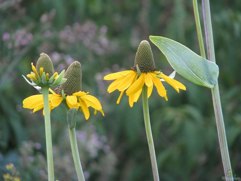 Rudbeckia maxima am Gartenteich pflanzen (Einrichtungsbeispiele mit Riesen-Sonnenhut)