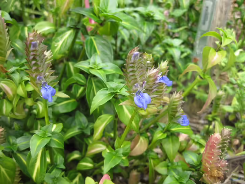 Rungia klossii am Gartenteich (Einrichtungsbeispiele mit Kloss´ Rungia)