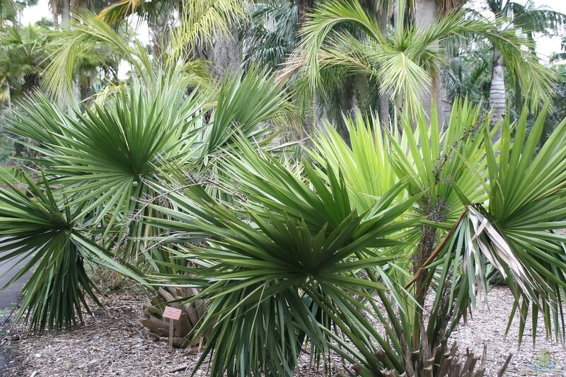 Sabal minor im Garten pflanzen (Einrichtungsbeispiele mit Zwergpalmettopalme)