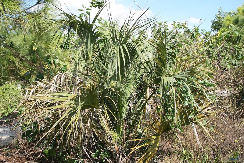 Sabal palmetto im Garten pflanzen (Einrichtungsbeispiele mit Palmettopalme)