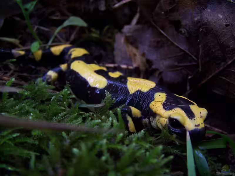 Feuersalamander im Terrarium halten (Einrichtungsbeispiele für Salamandra terestris)