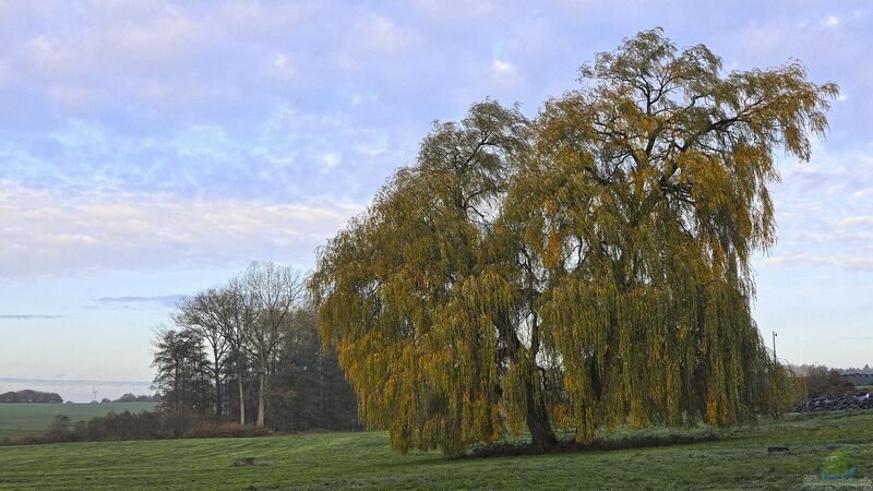 Salix alba im Garten pflanzen (Einrichtungsbeispiele mit Silber-Weide)