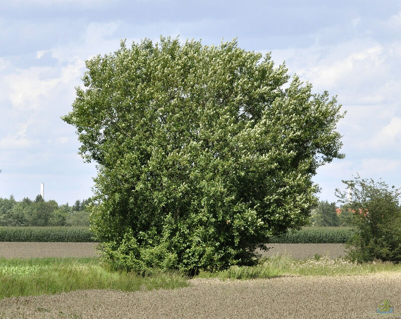 Salix caprea im Garten pflanzen (Einrichtungsbeispiele mit Sal-Weide)