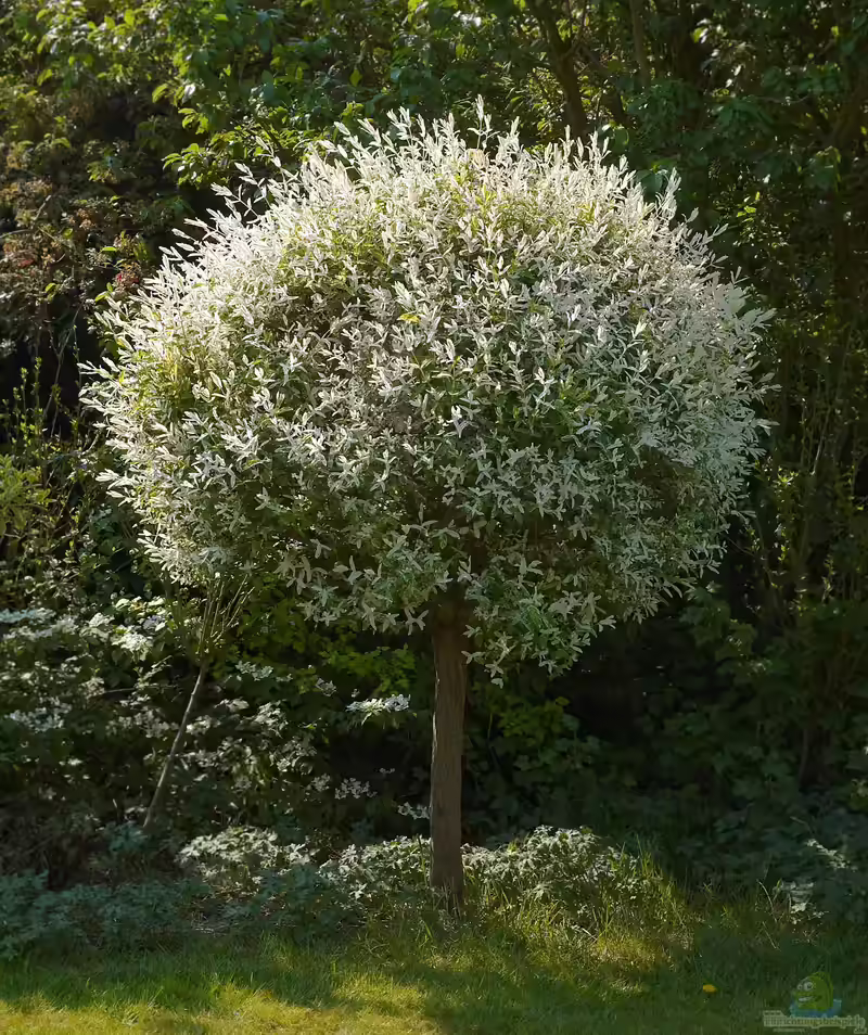 Salix integra im Garten pflanzen (Einrichtungsbeispiele mit Harlekinweide)