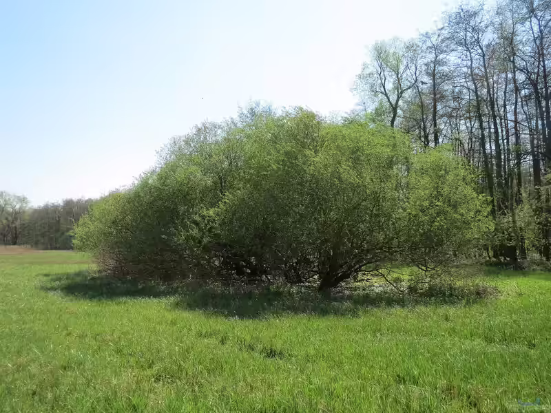 Salix purpurea im Garten pflanzen (Einrichtungsbeispiele mit Purpur-Weide)