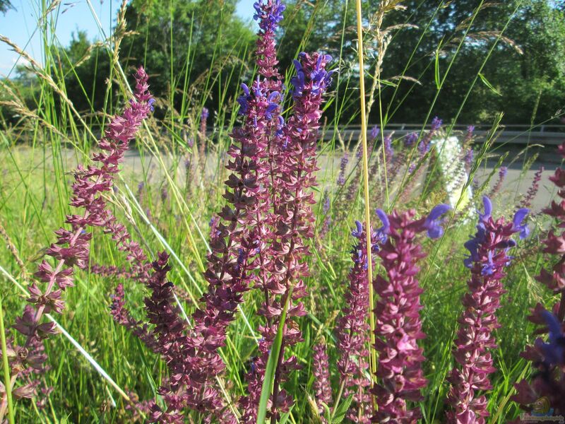 Salvia nemorosa am Gartenteich pflanzen (Einrichtungsbeispiele mit Steppen-Salbei)