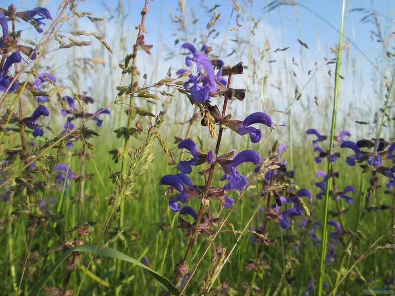 Salvia pratensis im Garten pflanzen (Einrichtungsbeispiele mit Wiesensalbei)