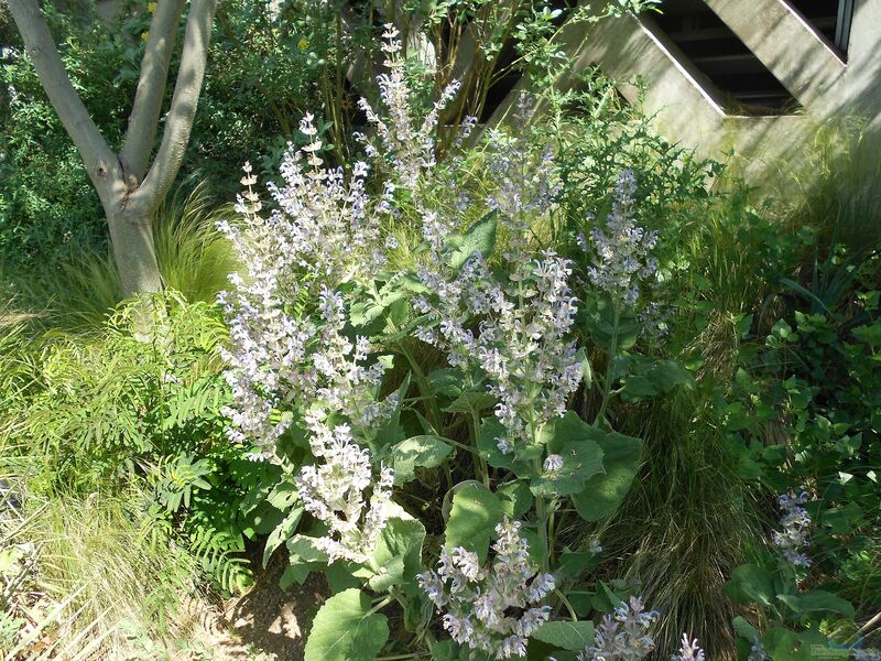 Salvia sclarea im Garten pflanzen (Einrichtungsbeispiele mit Muskatellersalbei)