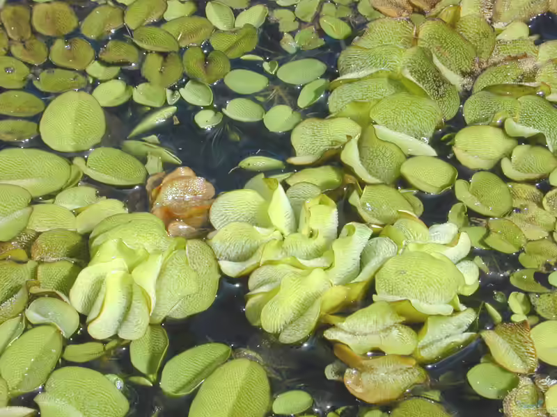 Salvinia molesta im Aquarium (Einrichtungsbeispiele mit Lästiger Schwimmfarn)