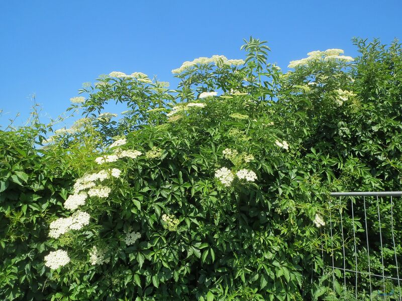 Sambucus nigra am Gartenteich pflanzen (Einrichtungsbeispiele mit Schwarzer Holunder)