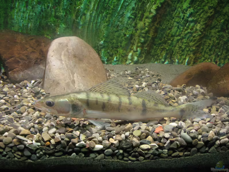 Sander lucioperca im Gartenteich halten (Einrichtungsbeispiele für Zander)