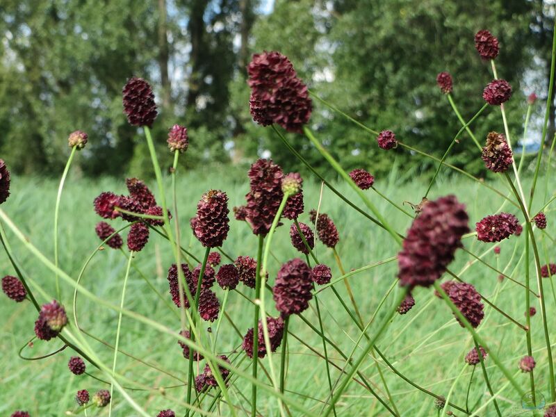 Sanguisorba officinalis im Garten pflanzen (Einrichtungsbeispiele mit Großer Wiesenknopf)