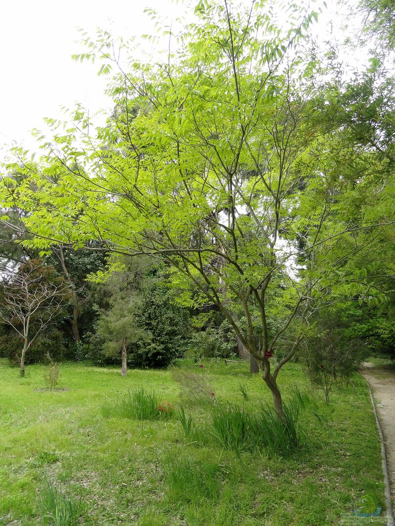 Sapindus mukorossi im Garten pflanzen (Einrichtungsbeispiele mit Seifenbaum)