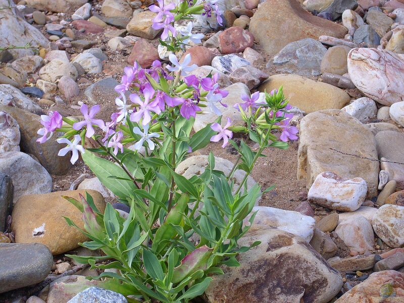 Saponaria officinalis im Garten pflanzen (Einrichtungsbeispiele mit Echtes Seifenkraut)