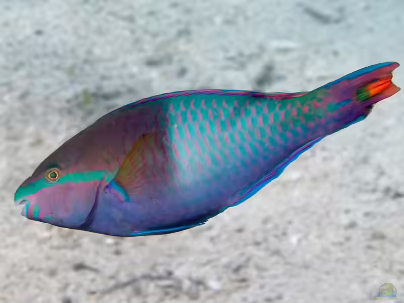Scarus flavipectoralis im Aquarium halten (Einrichtungsbeispiele für Regenbogen-Papageifisch)
