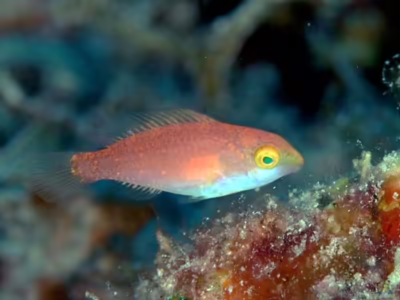 Scarus fuscocaudalis im Aquarium halten (Einrichtungsbeispiele für Dunkelschweif-Papageifisch)