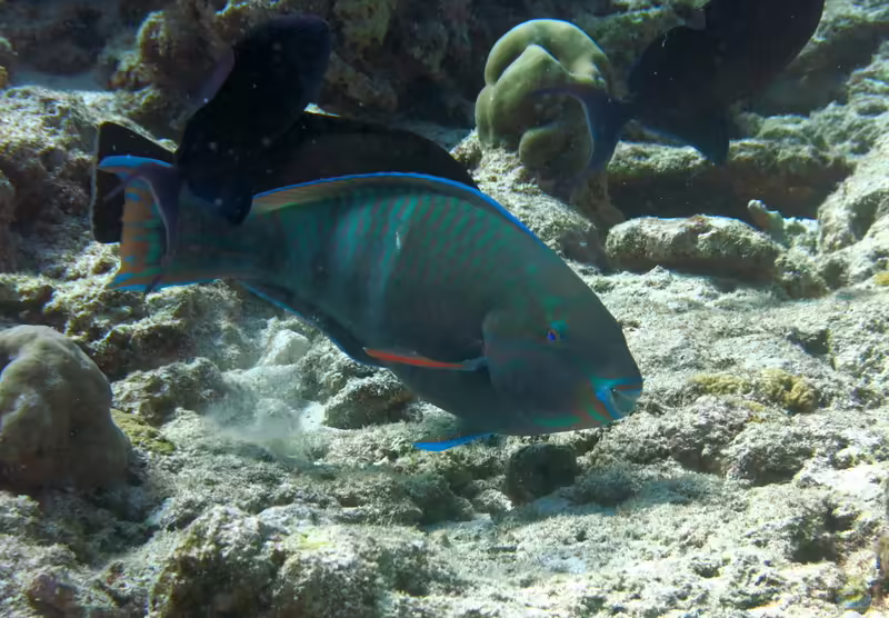 Scarus russelii im Aquarium halten (Einrichtungsbeispiele für Finsterer-Papageifisch)