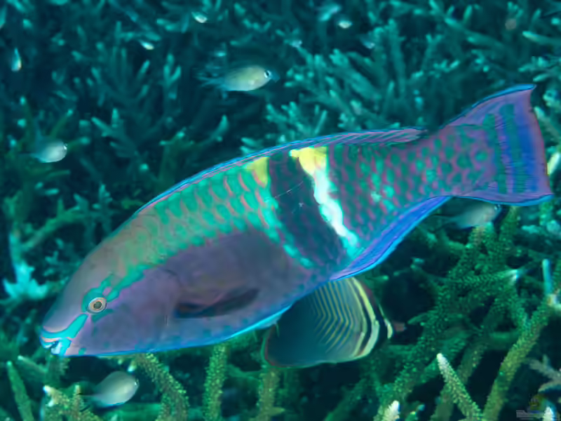 Scarus schlegeli im Aquarium halten (Einrichtungsbeispiele für Schlegels Papageifisch)