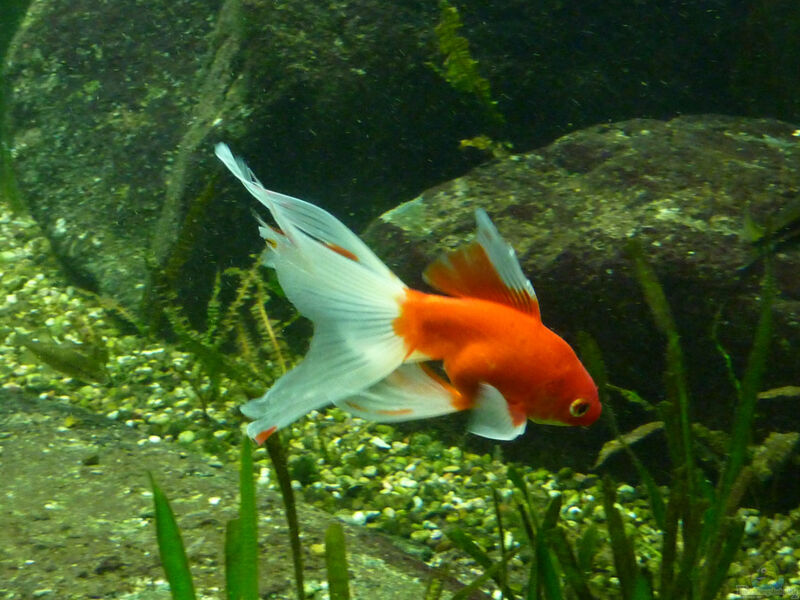 Schleierschwanz Goldfisch im Gartenteich oder Aquarium (Einrichtungsbeispiele mit Schleierschwanz)