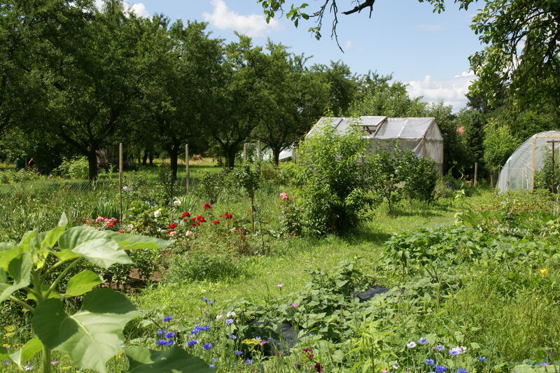 Der Schrebergarten oder Kleingarten (Einrichtungsbeispiele für Schrebergärten)