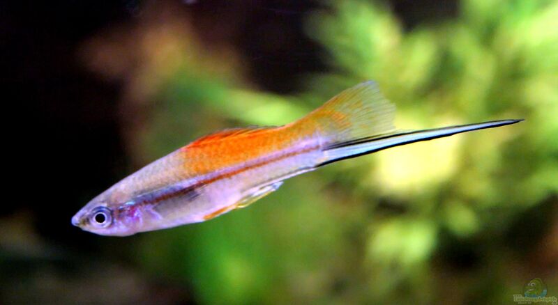 Xiphophorus hellerii im Aquarium halten (Einrichtungsbeispiele mit Schwertträgern)