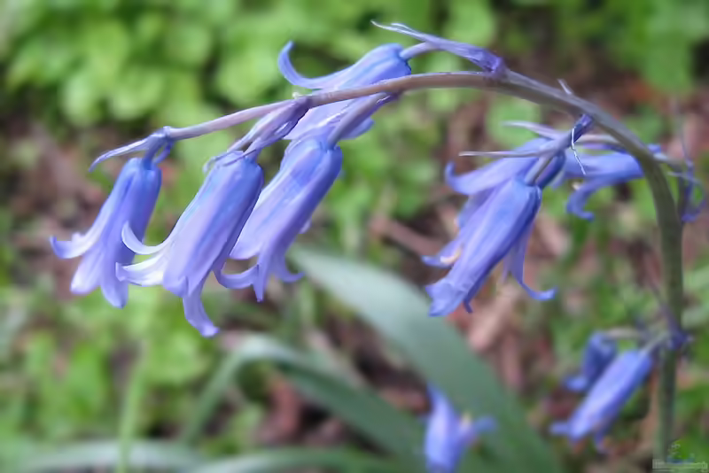 Scilla non-scripta im Garten pflanzen (Einrichtungsbeispiele mit Hasenglöckchen)