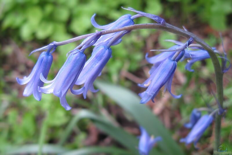 Scilla non-scripta im Garten pflanzen (Einrichtungsbeispiele mit Hasenglöckchen)