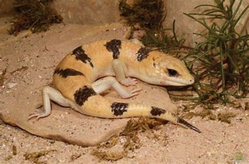 Scincopus fasciatus im Terrarium halten (Einrichtungsbeispiele mit Tunesischer Nachtskink)