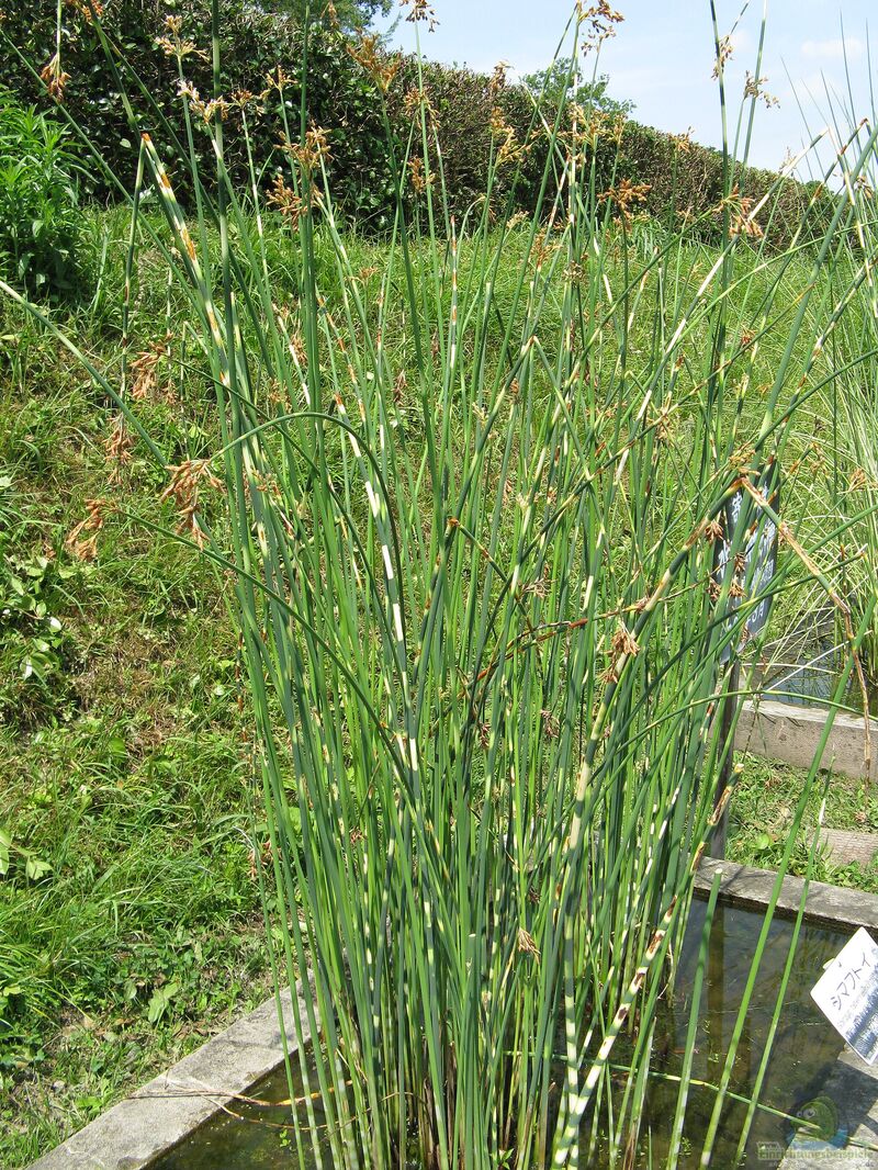 Scirpus tabernaemontani Zebrinus im Garten pflanzen (Einrichtungsbeispiele mit Zebrasimse)