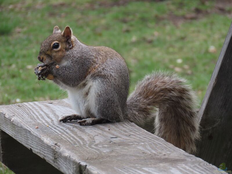 Sciurus carolinensis im Garten (Einrichtungsbeispiele mit Grauhörnchen)