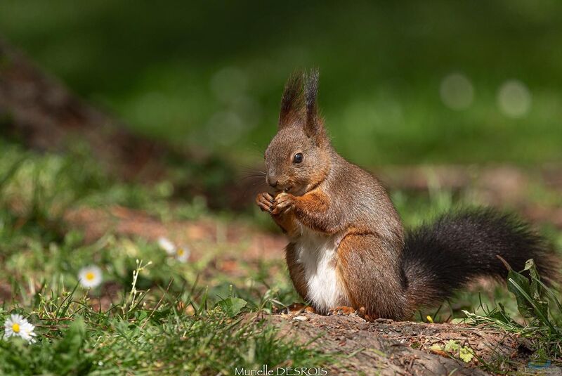 Sciurus vulgaris im Garten (Einrichtungsbeispiele mit Europäisches Eichhörnchen)