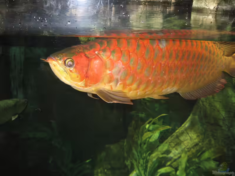 Scleropages legendrei im Aquarium halten (Einrichtungsbeispiele für Roter Arowana)
