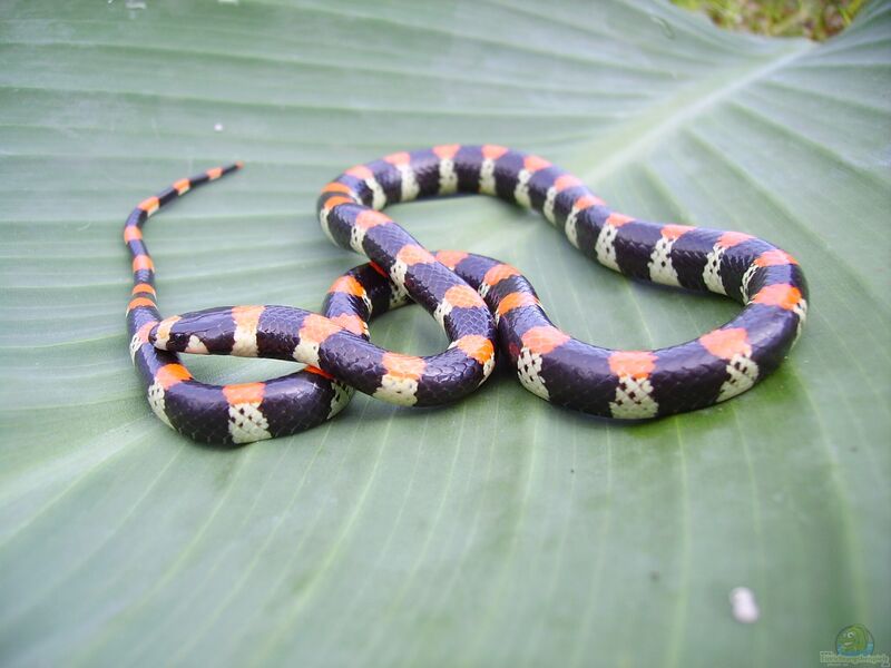 Scolecophis atrocinctus im Terrarium halten (Einrichtungsbeispiele mit Regenbogenschlangen)