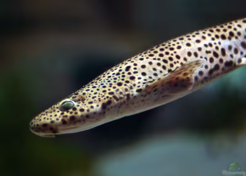 Scyliorhinus stellaris im Aquarium halten (Einrichtungsbeispiele für Großgefleckter Katzenhai)