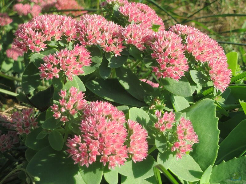 Sedum telephium im Garten pflanzen (Einrichtungsbeispiele mit Purpur-Fetthenne)