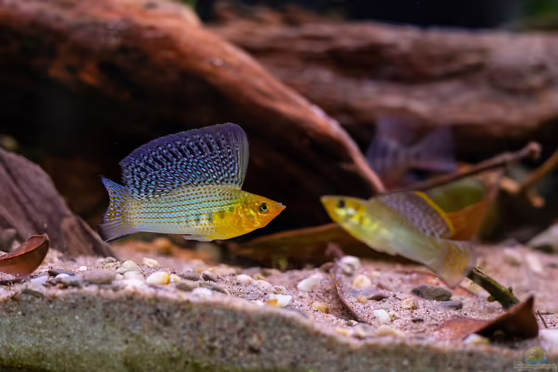 Poecilia velifera im Aquarium halten (Einrichtungsbeispiele mit Segelkärpflingen)