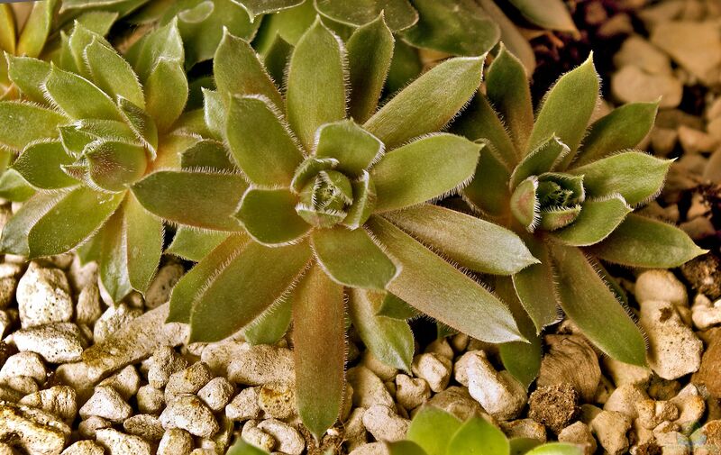 Sempervivum tectorum im Garten pflanzen (Einrichtungsbeispiele mit Dach-Hauswurz)